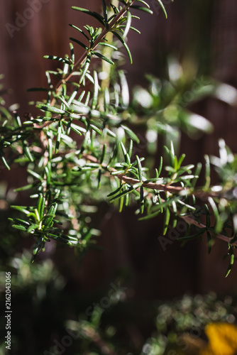 close up of rosemary plant shining in strong sunlight in outdoor herb garden