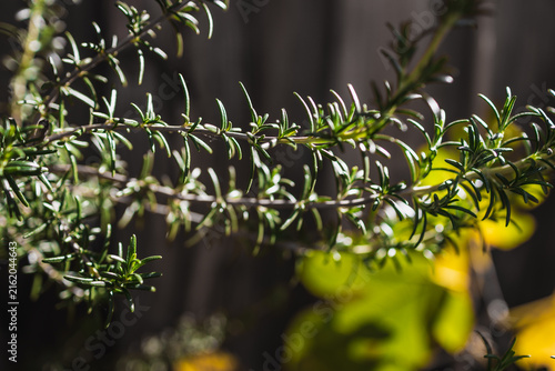 close up of rosemary plant shining in strong sunlight in outdoor herb garden