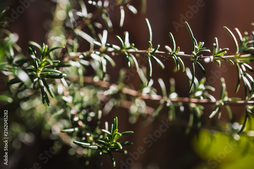 close up of rosemary plant shining in strong sunlight in outdoor herb garden