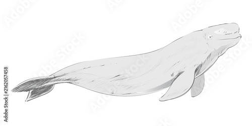 Obraz na plátně Png Beluga whale animal illustration, transparent background