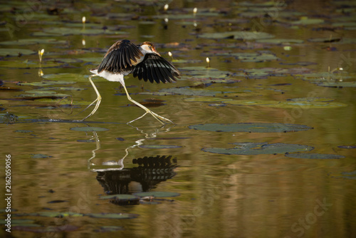 A comb-crested jacana comes in for a landing after a short burst of running and flapping flight across a lily pad covered pond in an effort to catch prey on the Gold Coast in Queensland, Australia.