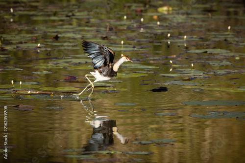 A comb-crested jacana running and flapping its wings as it moves rapidly across lily pads and snow flake lilies and a reflection in the calm water of a pond on the Gold Coast in Queensland, Australia.