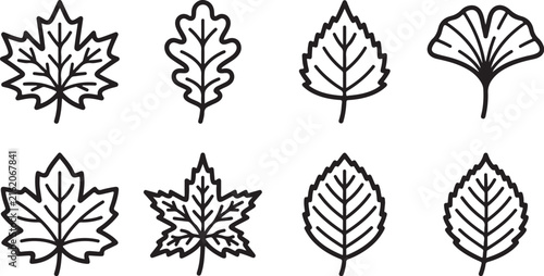 Eight different types of leaves illustration