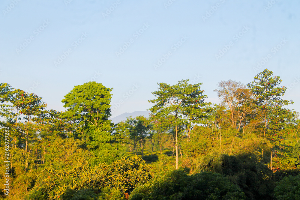 Fototapeta premium Sunlight filters through tall green trees. Lush foliage sways gently in soft breeze. Blue sky stretches above distant hills. Peaceful forest scene invites calm reflection. Ideal for nature, travel