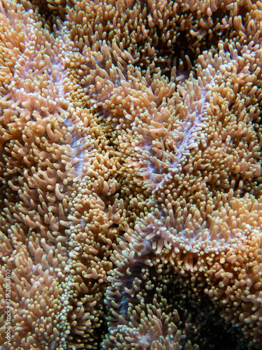 Photography Extreme macro close-up of soft coral tentacles swaying in the ocean current