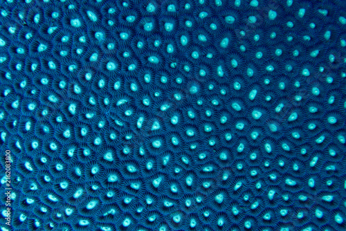 Canvas Print Extreme macro texture of deep blue coral polyps with glowing cyan centers