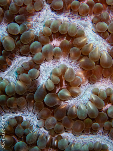 Photography Close up view of smooth vesicles on a bubble coral colony in the ocean