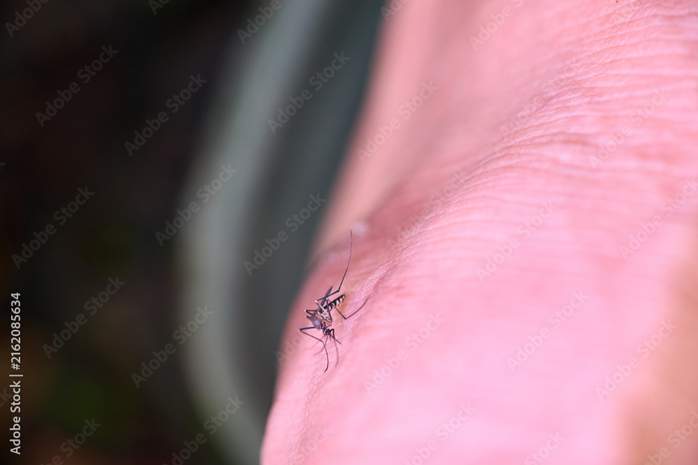 Fototapeta premium Mosquito Biting Human Skin