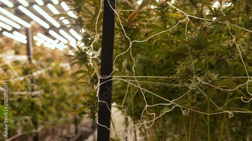 Cannabis plants grown in greenhouses, cultivated in buildings that are currently in growth phase.