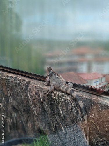 Bild auf Leinwand iguana on a rock