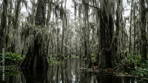 Mysterious Swamp Forest with Ancient Cypress Trees Covered in Hanging Spanish Moss Reflecting in Calm Dark Water
