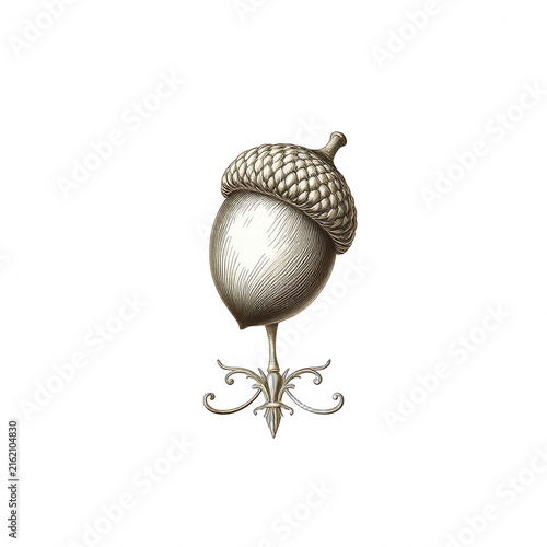 Engraved Acorn Illustration Isolated on Black Background