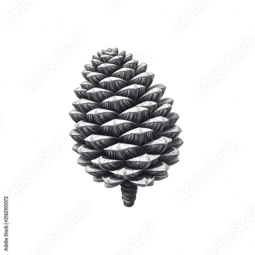 Stylized monochrome pine cone illustration