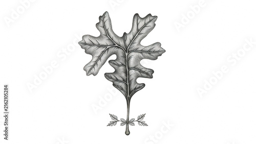 Vintage style hand drawn oak leaf botanical illustration