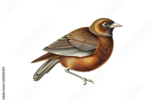Vintage scientific illustration of a songbird