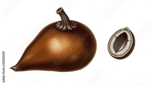 Illustration of a whole and halved mahogany seed pod