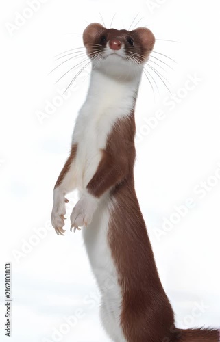 portrait of a sleek stoat standing upright on its hind legs against a seamless, pure white background. The small creature features a chestnut-brown back and a pristine white belly and neck