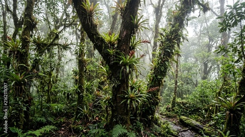 Lush Tropical Cloud Forest Featuring Vibrant Bromeliads and Moss Covered Trees in a Mysterious Misty Jungle Landscape