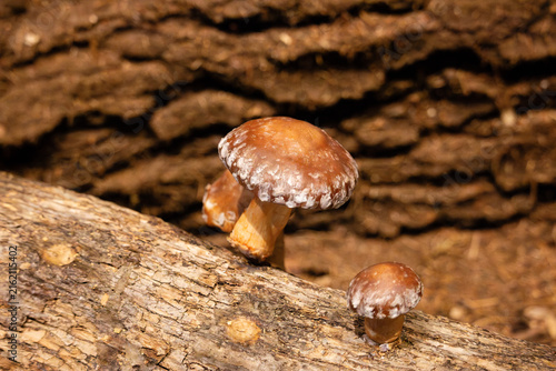 Obraz na płótnie Mushrooms grow on the tree trunk