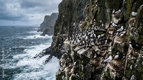 Seabird Colony Nesting on Dramatic Rocky Cliffs Overlooking Stormy Ocean Waves with Guillemots and Puffins in Nature