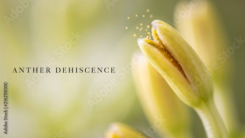 Macro photograph showing the process of anther dehiscence in a yellow lily flower bud releasing pollen