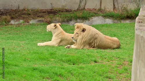 A pair of lions resting peacefully at the zoo..