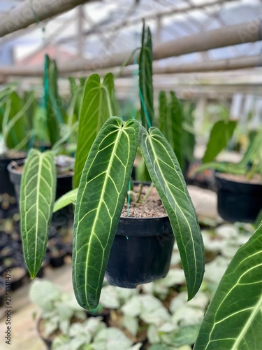 Obraz na płótnie Anthurium Warocqueanum Tropical Plant with Elongated Velvety Foliage