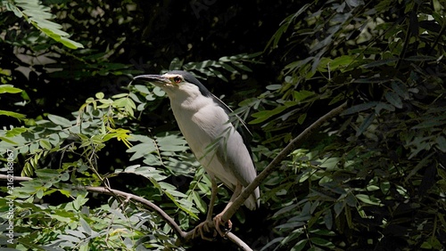 Foto Black Crowned Night Heron on a branch