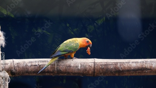 Obraz na plátně A Sun Conure with food in it's beak
