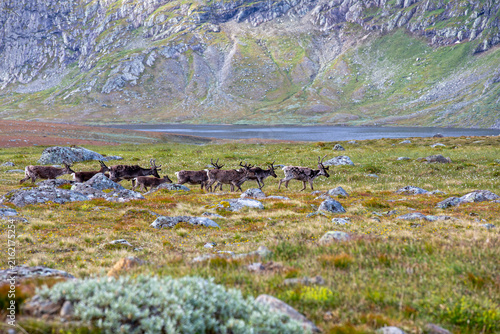 Reindeer Herd on the Hardangervidda Mountain Plateau, Norway