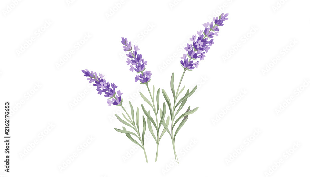 Obraz premium Watercolor style illustration of lavender branches bunch blooming purple blossoms with green leaves delicate romantic botanical element vector isolated on white background