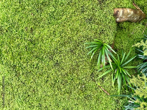 Green moss and plants on the floor in the garden, top view