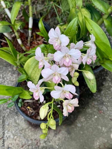 Beautiful pink orchids flower in the garden at summer day.
