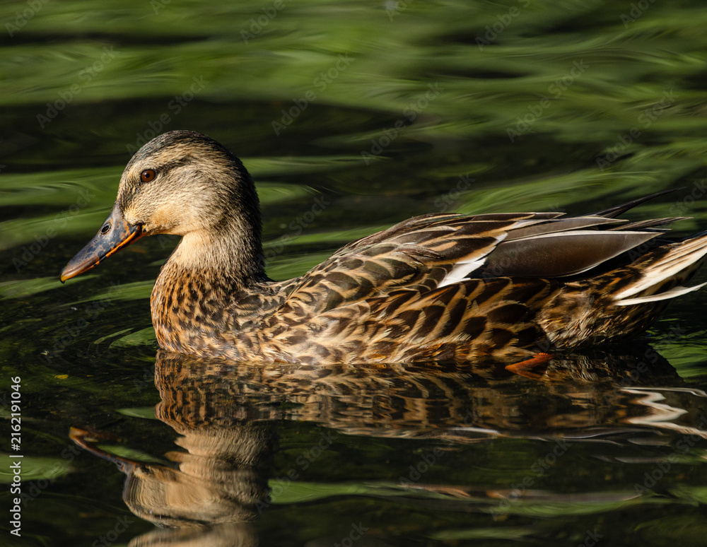Fototapeta premium Female mallard duck (Anas platyrhynchos) 
