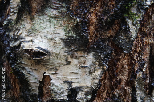 Foto Birch tree bark texture