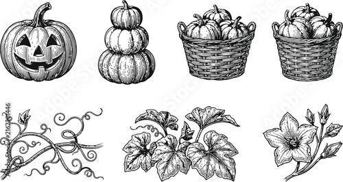 Vintage pumpkin illustrations with vines and blossoms for autumn harvest celebrations and Halloween designs