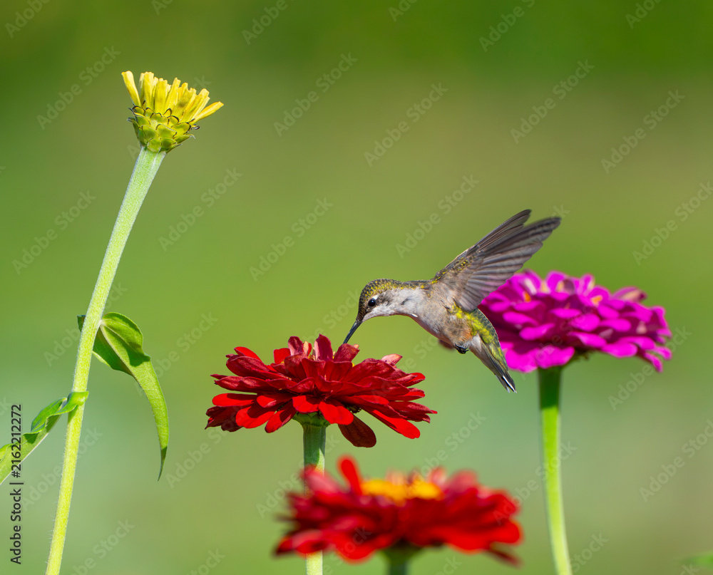 Fototapeta premium close up on flying ruby throated hummingbird above flower