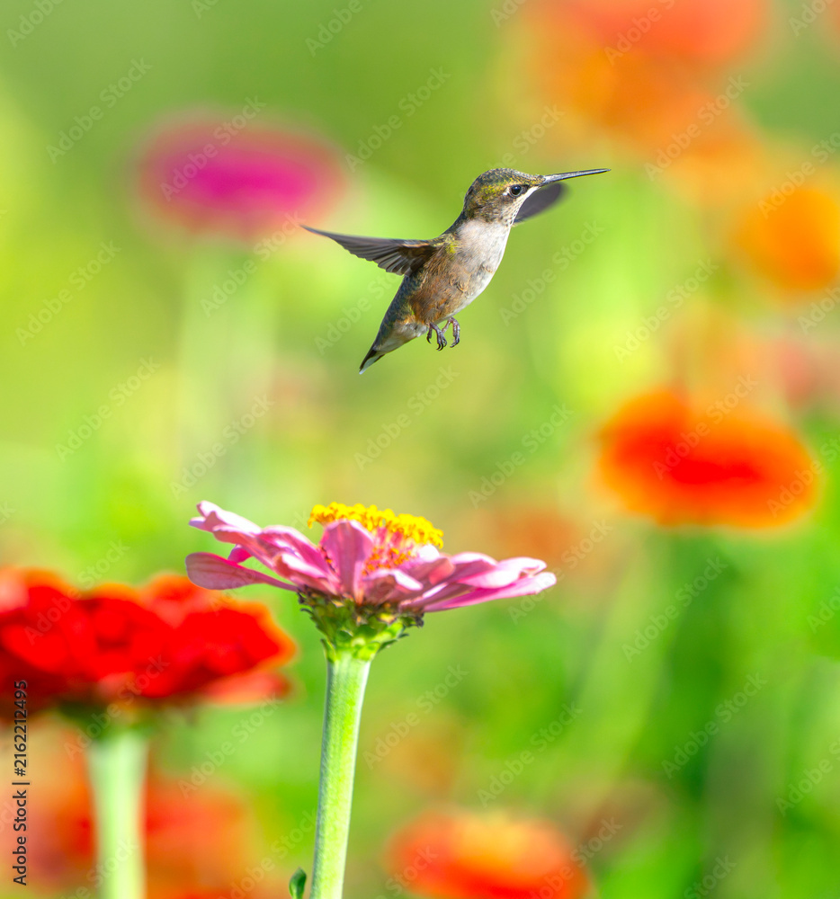 Naklejka premium close up on flying ruby throated hummingbird above flower