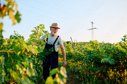 Принти на полотні Senior man in overalls and straw hat inspecting grapevines in a sunny vineyard,