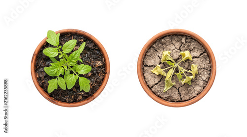 Healthy green plant vs dead wilted seedling in terracotta pots, comparison of life and death, drought and growth concept isolated PNG with Transparent Background