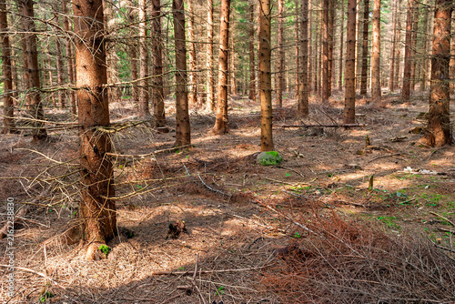 Foto Spruce plantation with dry undergrowth on the forest floor