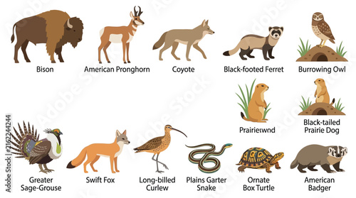 Collection of north american wildlife vector illustrations on a white background