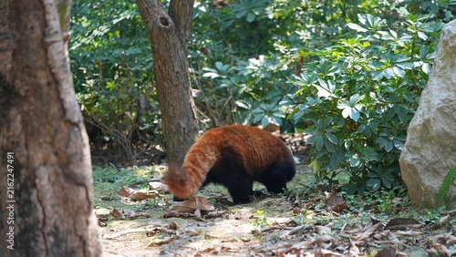 Photography back portrait of red panda walking in the wild during the day