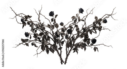 фотографія Thorny black rose bush with dark blooms and thorns
