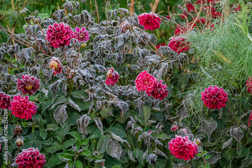 Konstfotografi Bright pink dahlias flourishing in a garden on a cool autumn morning during harv