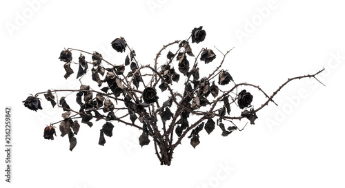 Obraz na plátne Dead black rose bush with withered flowers and thorny branches