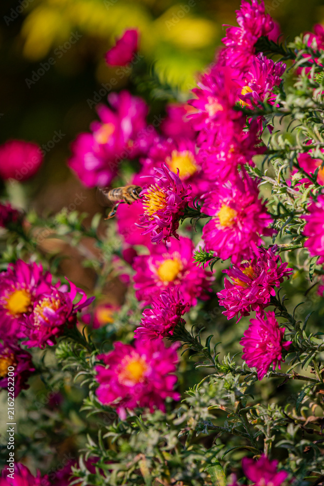 Obraz premium Vibrant pink blossoms attract bees in a colorful garden scene