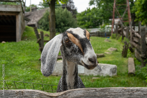 Fotografía Goat portrait looking through a wooden fence on a farm with soft outdoor background