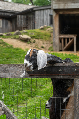 Fotografía Goat leaning its head over a wooden fence, curiously looking beyond the farm enclosure