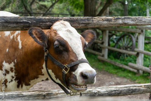 Fotografía Close-up of a cow chewing behind a wooden fence with blurred green grass in the background